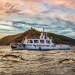 Cruceros Fisterra, Delfine und Faro1